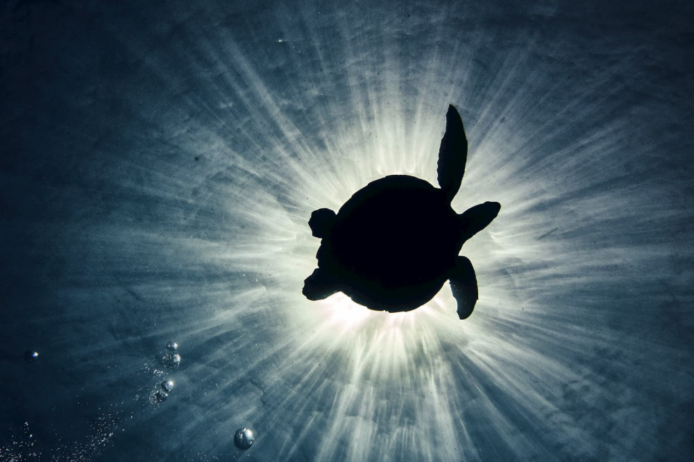 Shoot of turtle with sunbeams