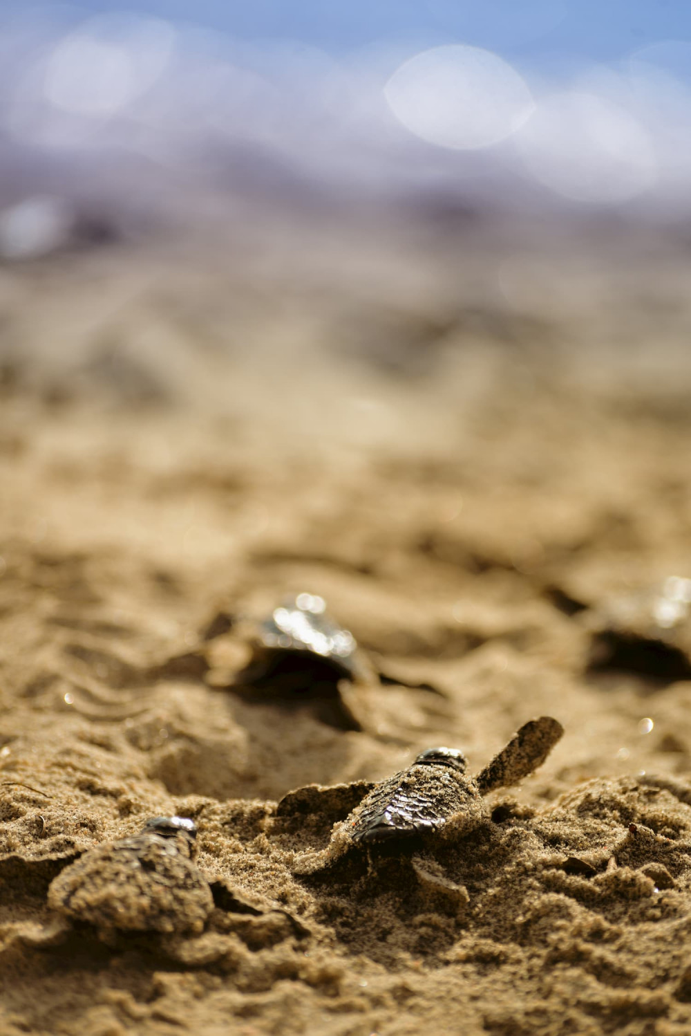 Turtle hatchlings Gili Trawangan Indonesia