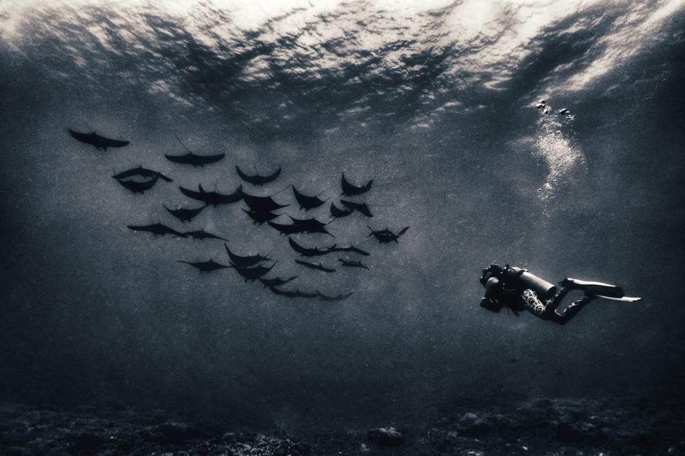 School of devil rays. Gili Trawangan Indonesia