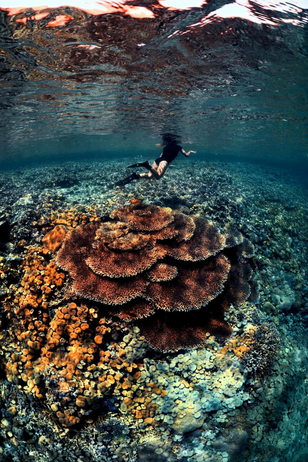 Komodo Reefs