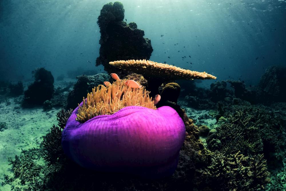 Anemone Coral with Table Coral and Clownfish