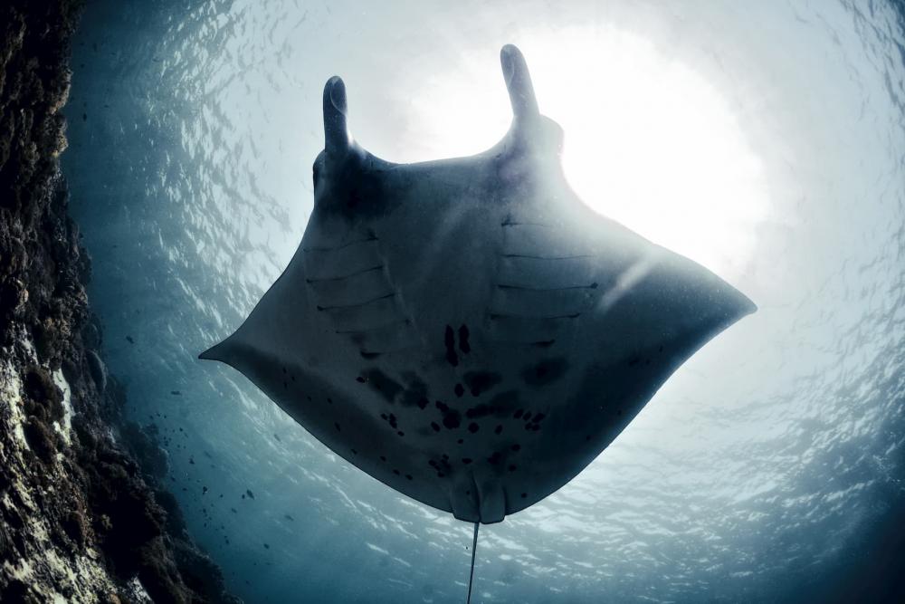 Manta Ray Komodo